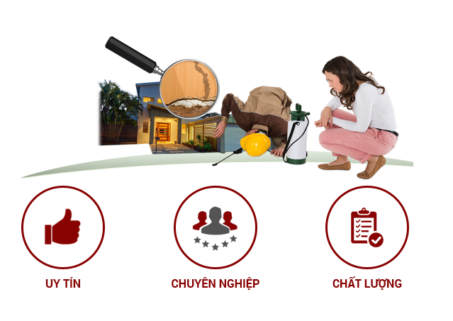 Diệt mối công trình xây dựng Thái Bình